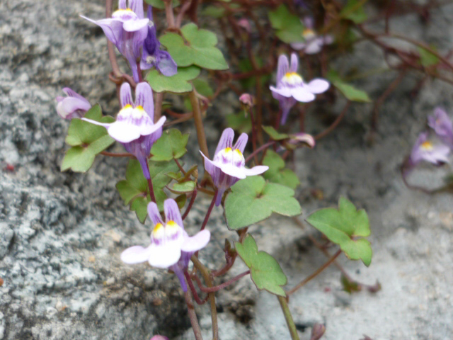 Cymbalaria muralis